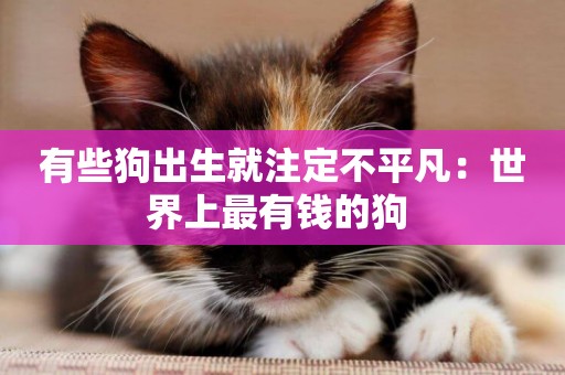 有些狗出生就注定不平凡：世界上最有錢的狗 