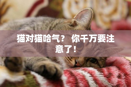 貓對貓哈氣？ 你千萬要注意了！