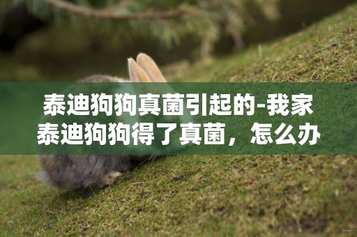 泰迪狗狗真菌引起的-我家泰迪狗狗得了真菌，怎么辦