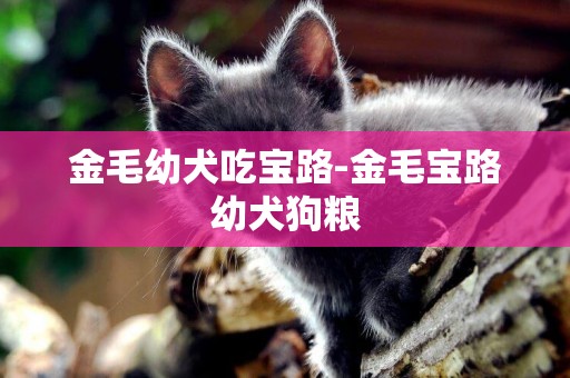 金毛幼犬吃寶路-金毛寶路幼犬狗糧