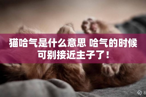 貓哈氣是什么意思 哈氣的時候可別接近主子了！