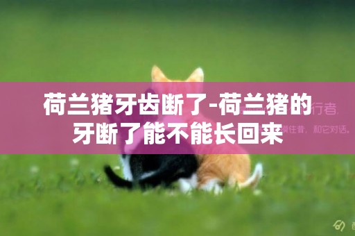 荷蘭豬牙齒斷了-荷蘭豬的牙斷了能不能長回來
