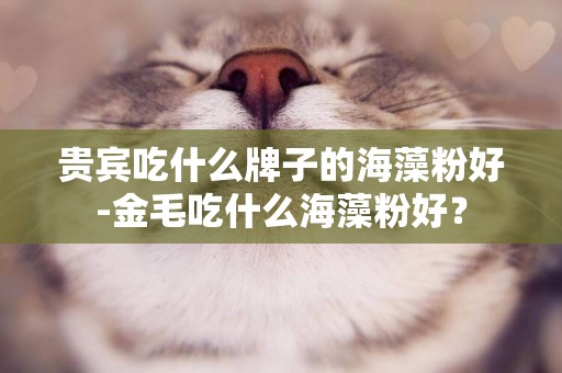 貴賓吃什么牌子的海藻粉好-金毛吃什么海藻粉好？