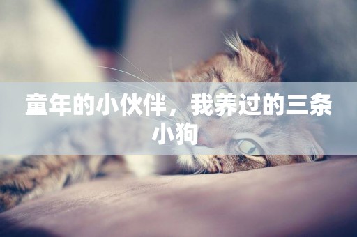 童年的小伙伴，我養過的三條小狗 