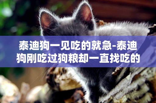 泰迪狗一見吃的就急-泰迪狗剛吃過狗糧卻一直找吃的