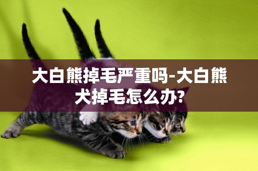 大白熊掉毛嚴重嗎-大白熊犬掉毛怎么辦?