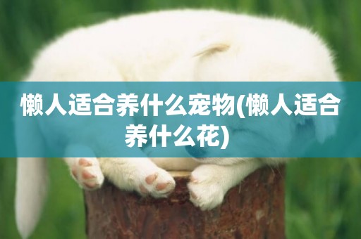 懶人適合養什么寵物(懶人適合養什么花) 