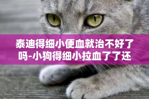 泰迪得細小便血就治不好了嗎-小狗得細小拉血了了還能治好嗎