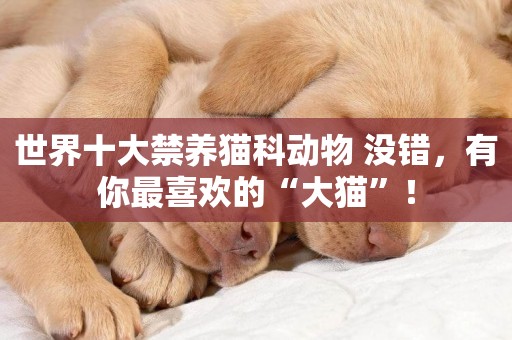 世界十大禁養貓科動物 沒錯，有你最喜歡的“大貓”！