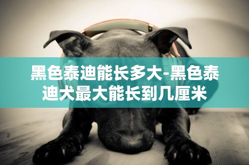 黑色泰迪能長多大-黑色泰迪犬最大能長到幾厘米