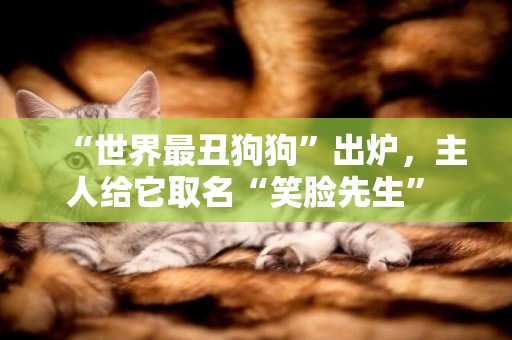 “世界最丑狗狗”出爐，主人給它取名“笑臉先生” 