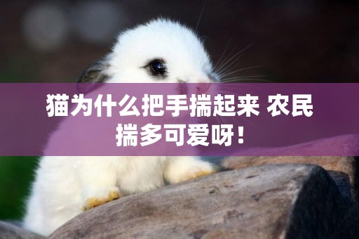 貓為什么把手揣起來 農民揣多可愛呀！