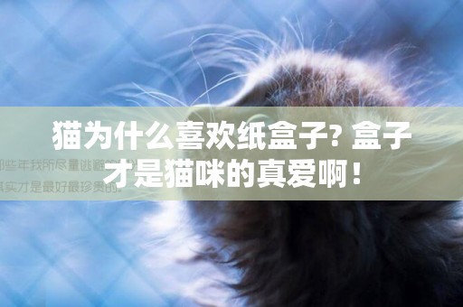 貓為什么喜歡紙盒子? 盒子才是貓咪的真愛啊！