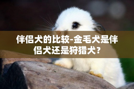 伴侶犬的比較-金毛犬是伴侶犬還是狩獵犬？