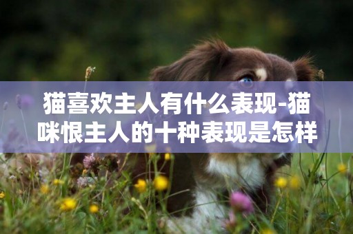 貓喜歡主人有什么表現-貓咪恨主人的十種表現是怎樣的？