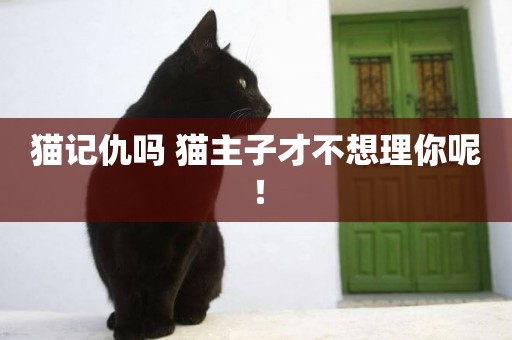 貓記仇嗎 貓主子才不想理你呢！