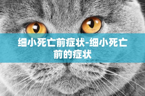 細小死亡前癥狀-細小死亡前的癥狀