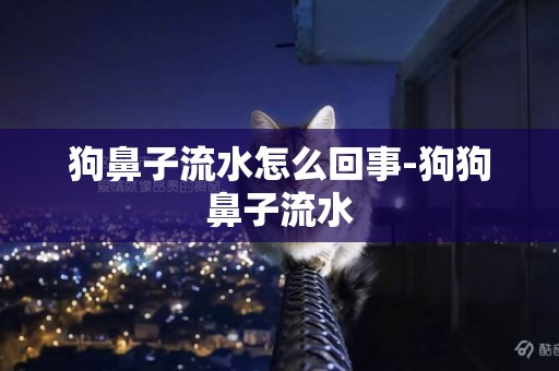 狗鼻子流水怎么回事-狗狗鼻子流水