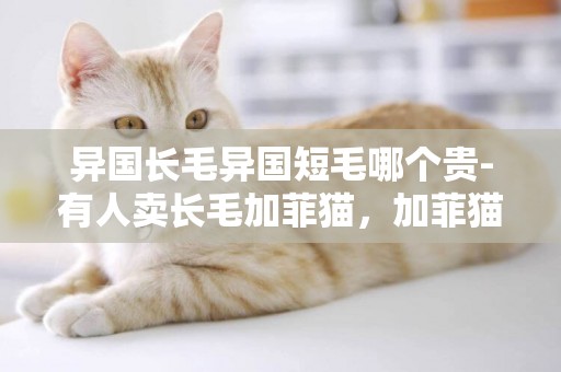 異國長毛異國短毛哪個貴-有人賣長毛加菲貓，加菲貓是異國短毛貓，這個長毛是什么鬼？