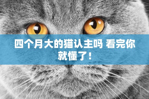 四個月大的貓認主嗎 看完你就懂了! 四個月大的貓認主嗎 看完你就懂了!