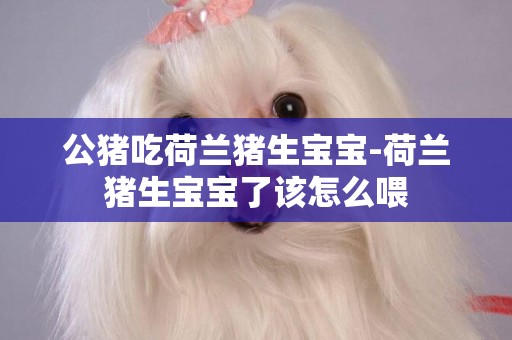 公豬吃荷蘭豬生寶寶-荷蘭豬生寶寶了該怎么喂