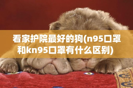 看家護院最好的狗(n95口罩和kn95口罩有什么區別) 