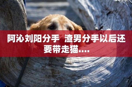 阿沁劉陽分手  渣男分手以后還要帶走貓....
