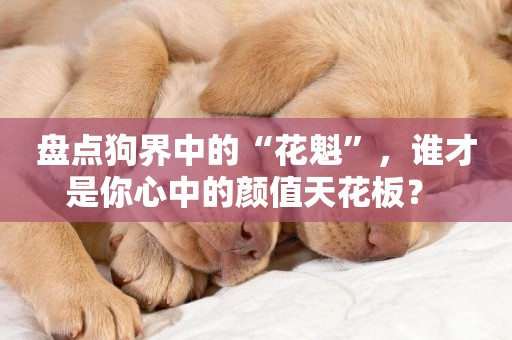 盤點狗界中的“花魁”，誰才是你心中的顏值天花板？ 