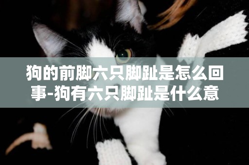 狗的前腳六只腳趾是怎么回事-狗有六只腳趾是什么意思
