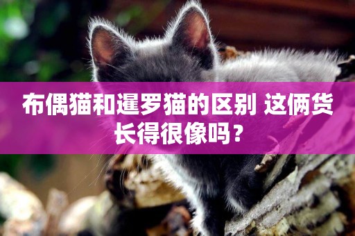 布偶貓和暹羅貓的區別 這倆貨長得很像嗎？