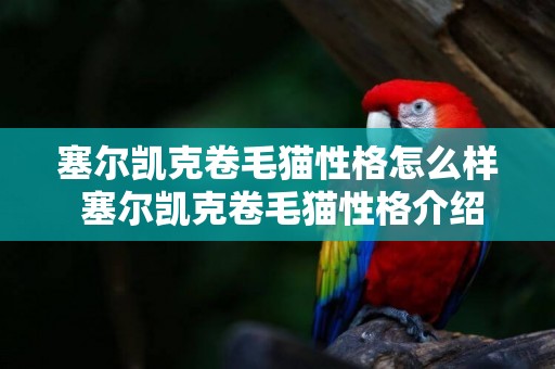 塞爾凱克卷毛貓性格怎么樣 塞爾凱克卷毛貓性格介紹