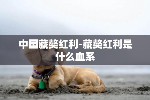 中國藏獒紅利-藏獒紅利是什么血系