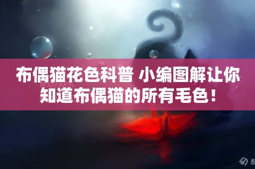 布偶貓花色科普 小編圖解讓你知道布偶貓的所有毛色！