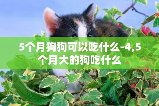 5個月狗狗可以吃什么-4,5個月大的狗吃什么