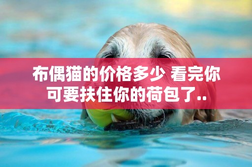 布偶貓的價格多少 看完你可要扶住你的荷包了..