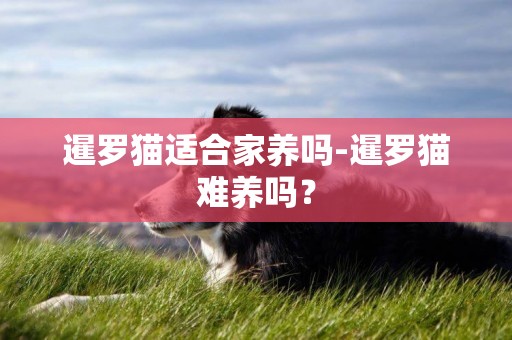 暹羅貓適合家養嗎-暹羅貓難養嗎？