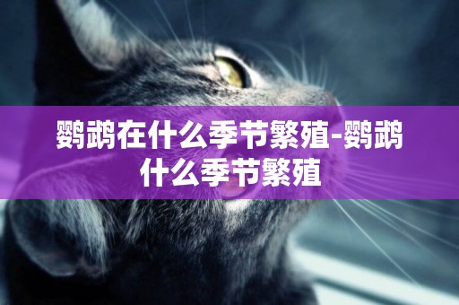鸚鵡在什么季節繁殖-鸚鵡什么季節繁殖