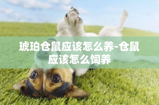 琥珀倉鼠應該怎么養-倉鼠應該怎么飼養