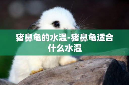 豬鼻龜的水溫-豬鼻龜適合什么水溫