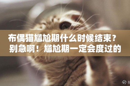 布偶貓尷尬期什么時候結束？ 別急啊！尷尬期一定會度過的