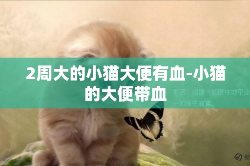 2周大的小貓大便有血-小貓的大便帶血