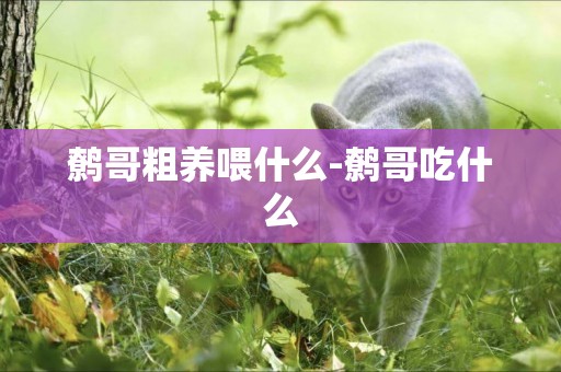 鷯哥粗養喂什么-鷯哥吃什么