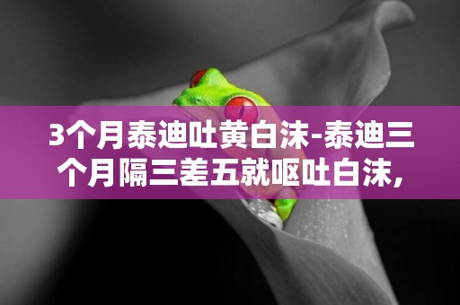 3個月泰迪吐黃白沫-泰迪三個月隔三差五就嘔吐白沫,但是精神很好!是怎么回事?