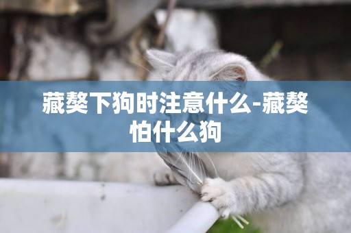 藏獒下狗時注意什么-藏獒怕什么狗