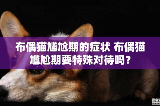 布偶貓尷尬期的癥狀 布偶貓尷尬期要特殊對待嗎？