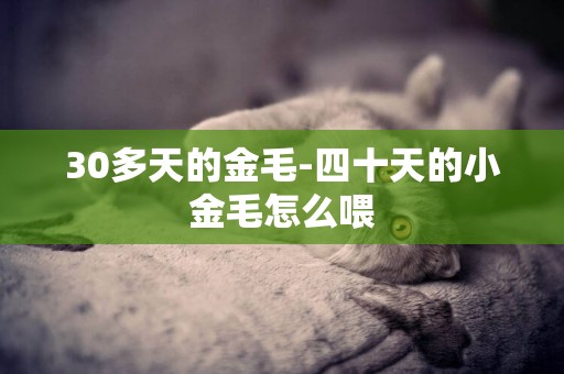30多天的金毛-四十天的小金毛怎么喂