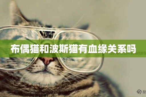 布偶貓和波斯貓有血緣關系嗎