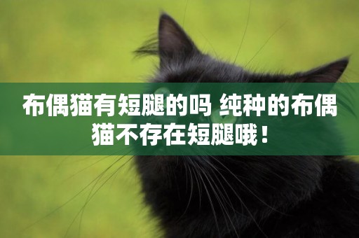 布偶貓有短腿的嗎 純種的布偶貓不存在短腿哦！