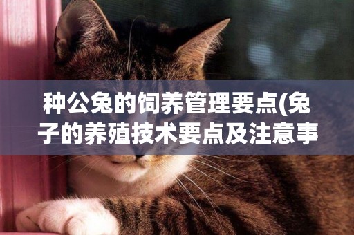 種公兔的飼養管理要點(兔子的養殖技術要點及注意事項) 