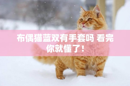 布偶貓藍雙有手套嗎 看完你就懂了！